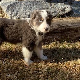 Border Collie Puppies from Cascade Sun Kennels