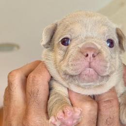 French Bulldogs from Isabel's Family Farm LLC