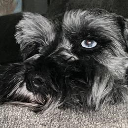 Miniature Schnauzers from Devon Dunlap
