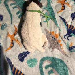 Green - White and liver female German Shorthaired Pointer puppy in Jackson, Georgia from Rosengrace Gsps (formerly Tiner GSP’s)