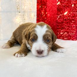 Buddy - Red  male Goldendoodle puppy in Sterling, Illinois from Charley's Goldendoodles