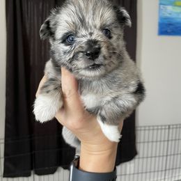 Pomsky Puppies from Michelle's Pomskies