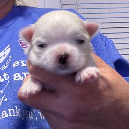 Girl2 - White female Maltese puppy in Wilson, New York from Maltese By Valerie