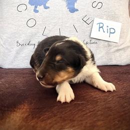 Collie Puppies from A/K Rough Collies