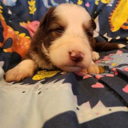Iris - Liver female German Shepherd puppy in Los Lunas, New Mexico from Mali's German Shepherds LLC