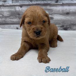 Golden Retriever Puppies from Holly Hill Kennels