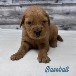 Golden Retriever Puppies from Holly Hill Kennels
