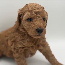 Olive - Red  female Poodle puppy in Southampton, New Jersey from Lavishly Loved Pets LLC