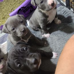 American Bully and Labrador Retriever Puppies from RBR Kennel-Ross Bullies & Retrievers