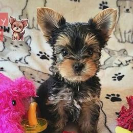 Bean - Chocolate, tan and white male Yorkshire Terrier puppy in Nitro, West Virginia from Kathryn's Yorkies
