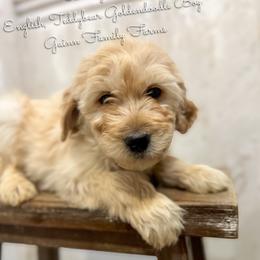 Benny Boo English Teddybear - Apricot male Goldendoodle puppy in Grove, Oklahoma from Guinn Family Farms