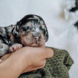 Cockapoo Puppies from Big Sky Cockapoos