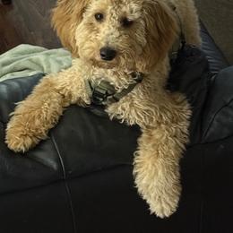 Goldendoodles from Pawmetto Goldendoodles
