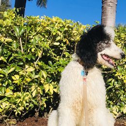 Poodles from Whispering Vines Doods