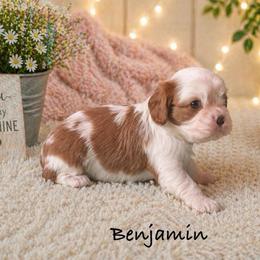 Benjamin - Blenheim male Cavalier King Charles Spaniel puppy in Howardsville, Virginia from Spectacular Aussies and Cavaliers