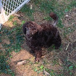 Poodle puppies from Flambeau Poodles