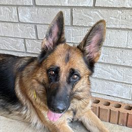 Trixi - German Shepherd