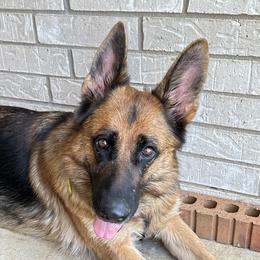 Trixi - German Shepherd