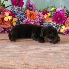 Tank - Black and tan male Dachshund puppy in Florence, Arizona from Doxie Town Az