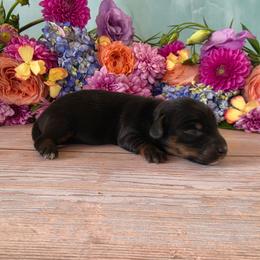 Tank - Black and tan male Dachshund puppy in Florence, Arizona from Doxie Town Az