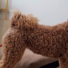 Goldendoodles from Timpanogos Doodles