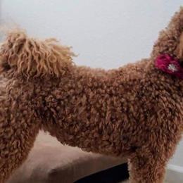 Goldendoodles from Timpanogos Doodles