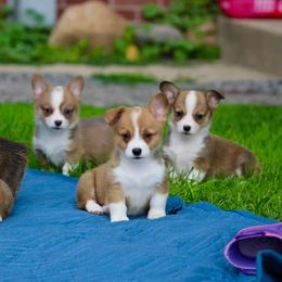 French Bulldog and Pembroke Welsh Corgi Puppies from Burn 3 Farms