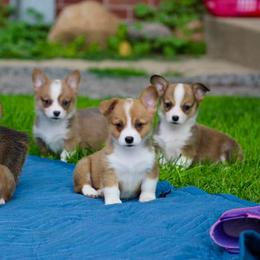 French Bulldog and Pembroke Welsh Corgi Puppies from Burn 3 Farms