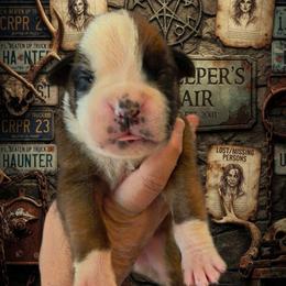 CHUCKY (boy) - Fawn male Boxer puppy in Red Boiling Springs, Tennessee from Silver Rain