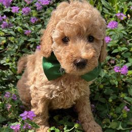 Green Collar - male Cavapoochon puppy in Waterford, California from Windy Hill Doodles