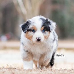 Princess Peach - Blue merle female Australian Shepherd puppy in Woodford, Virginia from Skyborne Australian Shepherds