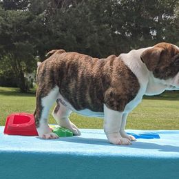 Bulldog and Miniature Australian Shepherd Puppies from RKC English Bulldogs and Mini Aussies