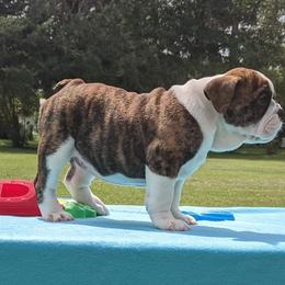 Bulldog and Miniature Australian Shepherd Puppies from RKC English Bulldogs and Mini Aussies
