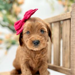 Rose - Red  female Goldendoodle puppy in Queen Creek, Arizona from Goldendoodle AZ