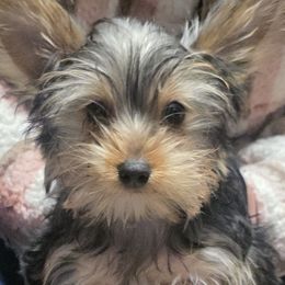 Yorkshire Terrier puppies from Laura Green
