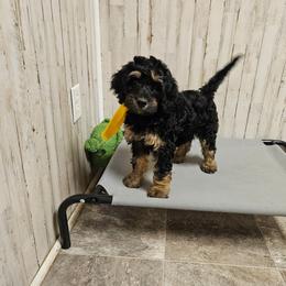 Allegiant - Phantom female Bernedoodle puppy in Flat Rock, North Carolina from Sukisdoodles