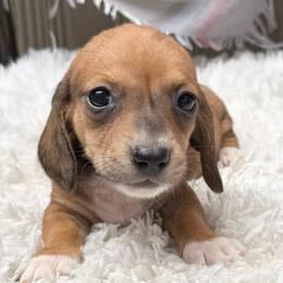 Spencer - Piebald male Dachshund puppy in Decatur, Mississippi from KP Dachshunds