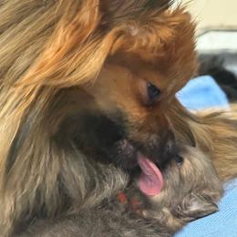 Valentine - Beaver sable female Pomeranian puppy in Apollo Beach, Florida from Sherlock’s Poms