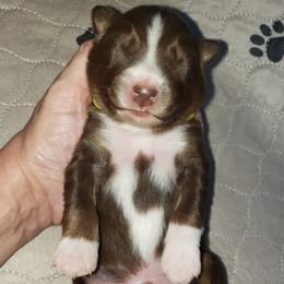 Australian Shepherd Puppies from Heaven Scent Aussies