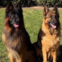 AKC Pink Girl - Black and red female German Shepherd puppy in Bakersfield, California from Aguirre Farm