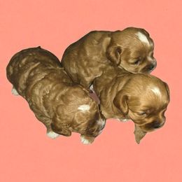 Cavapoo puppies from Terrace Cav's