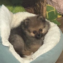 Sox - Cream sable male Pomeranian puppy in Wilmington, North Carolina from Sparkle Plenty Poms