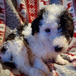 Mae - Black and white female Sheepadoodle puppy in Bellevue, Iowa from Fluffy Wonders Poms and Doodles