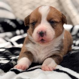 Fig - Red male Pembroke Welsh Corgi puppy in Beggs, Oklahoma from Blue Diamond Corgi’s