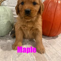 Girl 1 - Dark golden female Golden Retriever puppy in Rexburg, Idaho from Teton View Golden Retrievers