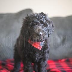 Goldendoodle Puppies from Doodle Me This Goldendoodles