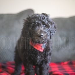 Goldendoodle Puppies from Doodle Me This Goldendoodles