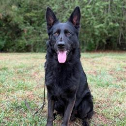 Bane - Black male German Shepherd puppy in Middlesex, North Carolina from Ace of Hearts K9’s