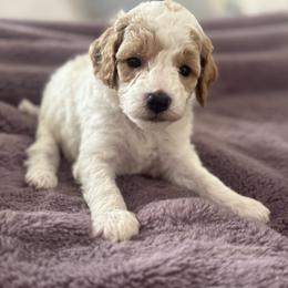 Beatrice - Parti female Goldendoodle puppy in Shreveport, Louisiana from Cottage Doodles