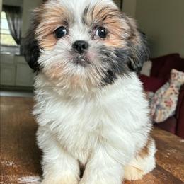 Raya - Brindle female Shih Tzu puppy in Stroudsburg, Pennsylvania from Puppyville Pa Shih Tzu & frenchies